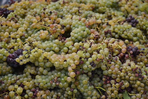 Photo coupe complète de raisins à vendre sur le marché