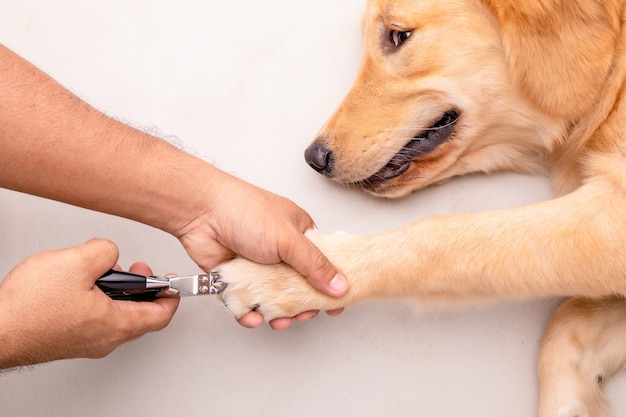 Coupe des ongles de chien. Homme utilisant un coupe-ongles pour animal pour couper les ongles de chien. Vue de dessus