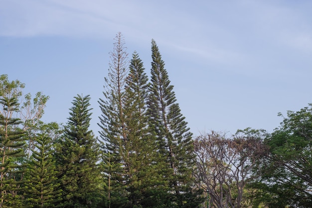 Coupe de pins avec ciel bleu