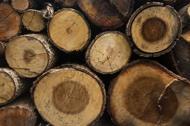 Coupe transversale de l&#39;arbre après la scie