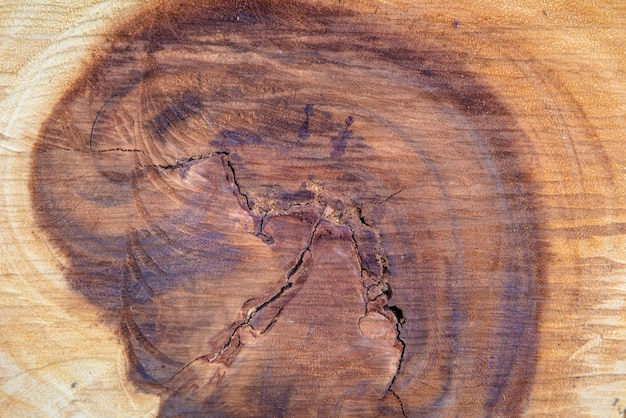 Photo coupe transversale d'un arbre