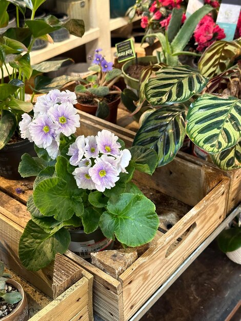 Coupe verticale de fleurs en pot à vendre au centre de jardinage