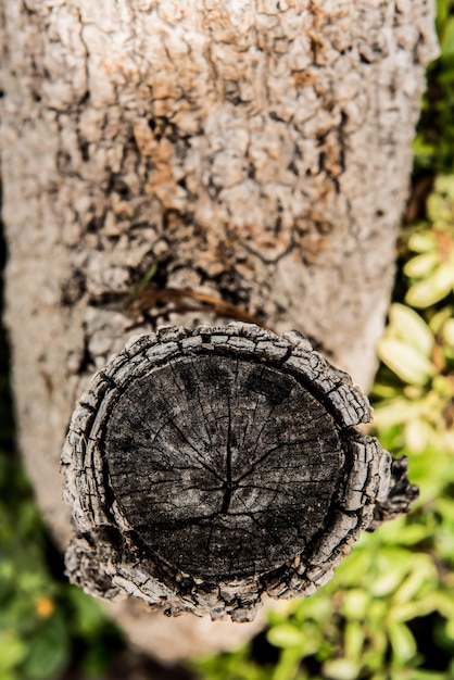 couper l'arbre du jardin