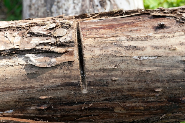 Couper sur une bûche - une petite coupe sur l'arbre pendant son traitement, se concentrer sur la coupe, petit dof