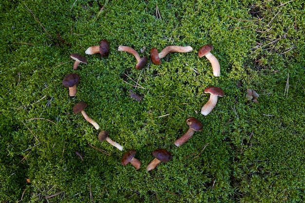 Couper les champignons dans la forêt.