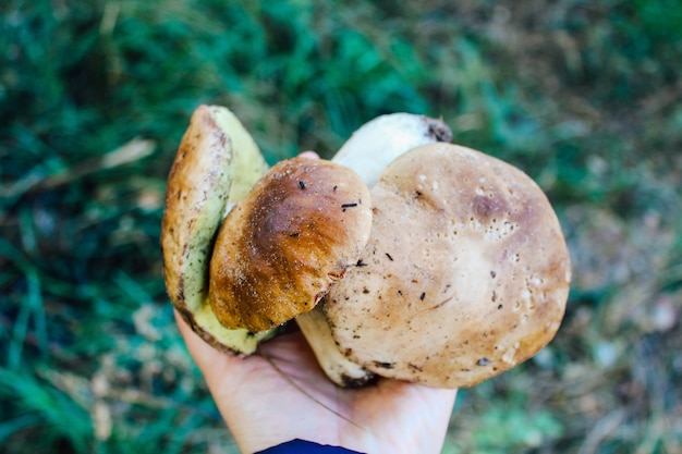 Couper les champignons sauvages dans les paumes. Ramassez des champignons dans la forêt d'automne