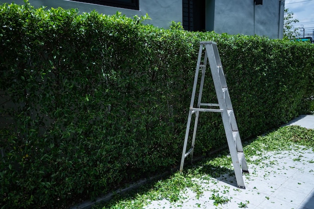 Couper la feuille verte des arbres