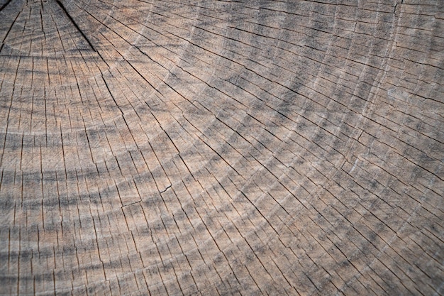 Couper le fond du tronc en bois Texture du tronc en bois