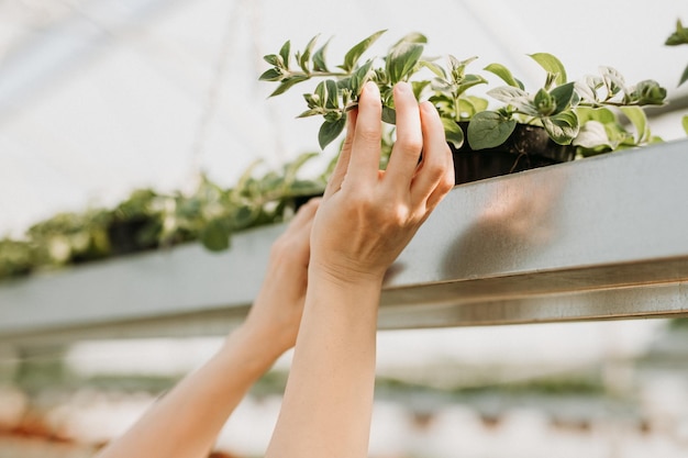 Couper les mains touchant le basilic frais en serre