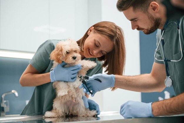 Couper les ongles d'un mignon petit chien dans une clinique vétérinaire avec deux médecins