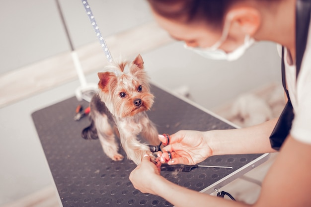 Couper les ongles. Vue de dessus d'une femme portant un masque coupant les ongles pour un petit chien mignon debout sur la table