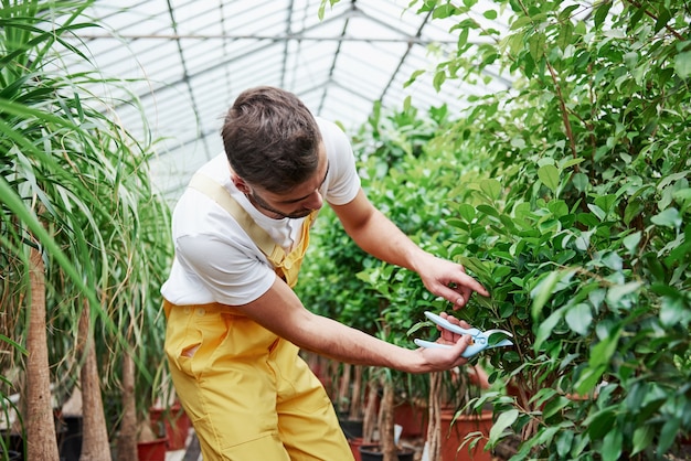 Couper les plantes. Homme barbu sylish attrayant travaille dans une serre.