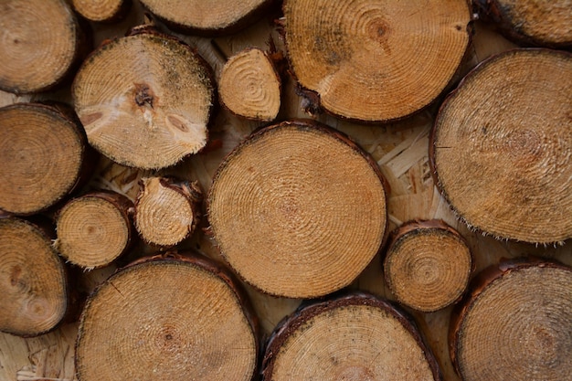 couper des souches rondes d'arbre sur une planche de bois isolée, gros plan