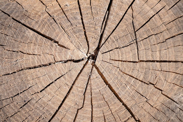 Couper la texture de l'arbre d'un vieux fond de souche