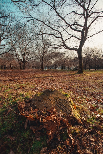 Photo couper le tronc à la forêt