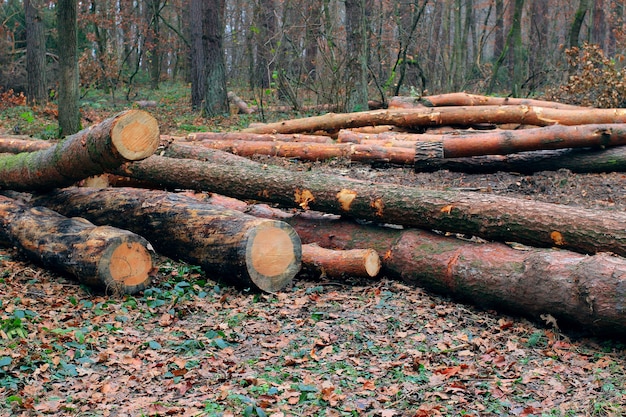 Couper des troncs d'arbres dans les bois