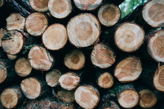 Couper les troncs d'arbres se trouvent dans les bois