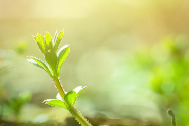 Couperets à aigrettes de Galium, cailloux, merle-à-la-haie, collants de saule, collant, collant et herbe en gros plan au printemps. Flou artistique.