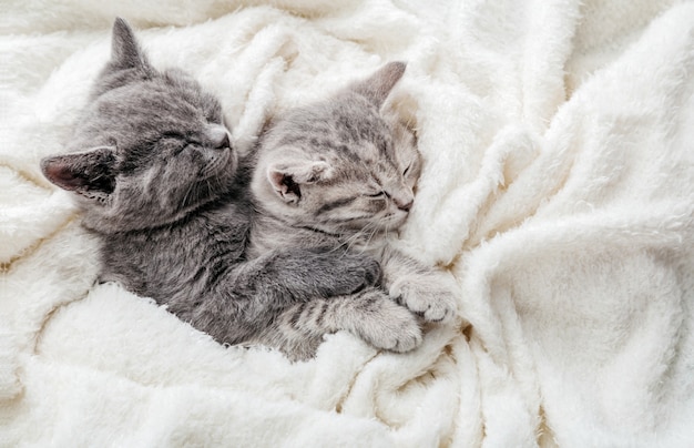 Un couple de 2 chatons dorment enlacés sur un lit blanc. Les câlins aiment 2 chats. Famille de chats de race pure. Les animaux domestiques ont un repos confortablement tendre. Vue de dessus avec espace de copie.