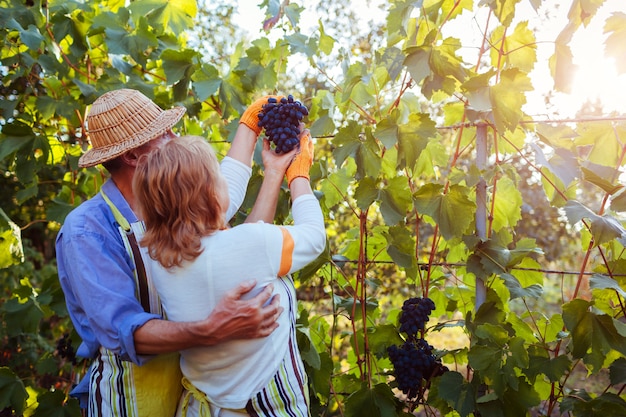 Couple d'agriculteurs cueillette de raisins sur une ferme écologique, Heureux homme senior et femme vérifiant les raisins