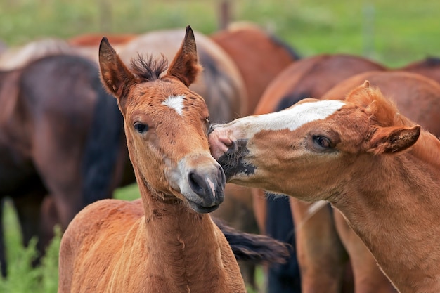 Couple, amoureux, chevaux