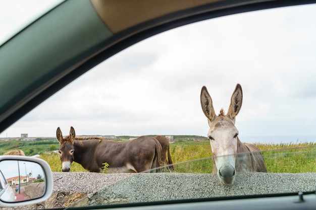 Couple D'ânes à La Campagne. Vue Horizontale D'animaux Mangeant Vue De Pâturage Depuis La Fenêtre De La Voiture.