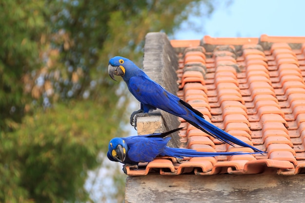 Couple d'ara hyacinthe du Pantanal