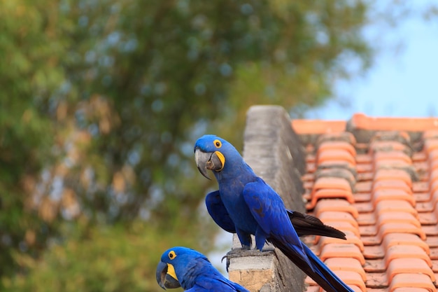 Couple d'ara hyacinthe de la faune brésilienne