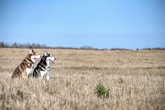 Un couple de beaux chiens husky lors d'une promenade dans un champ d'automne par une journée ensoleillée