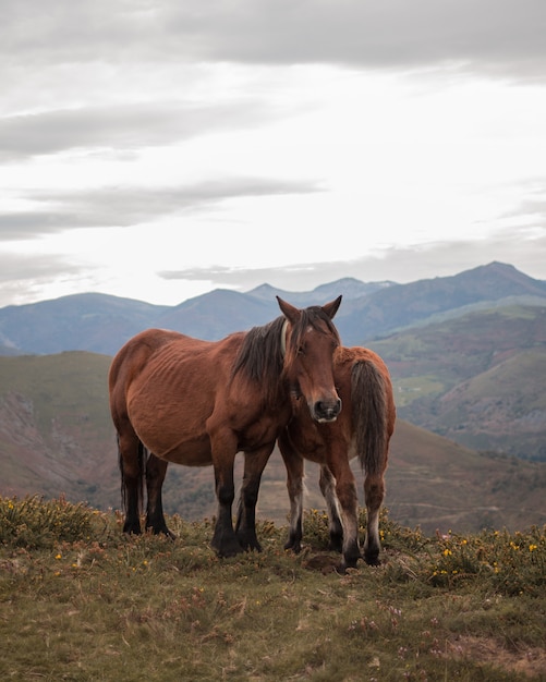 Couple De Chevaux Amoureux Sur La Montagne