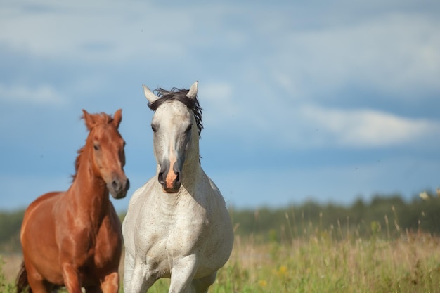 Couple de chevaux en liberté dans les champs