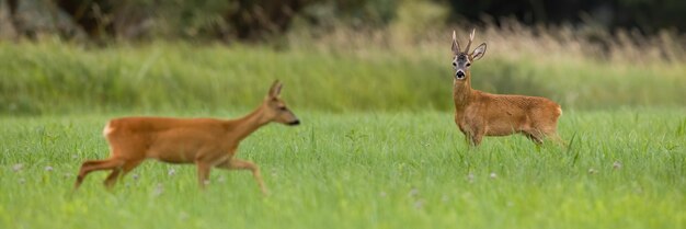 Couple de chevreuil marchant sur le pré pendant la saison des amours