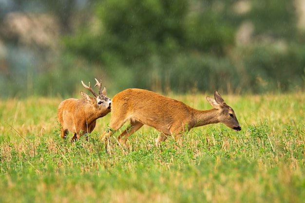 Couple de chevreuils buck et doe en saison de rut sur champ agricole