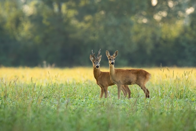 Couple de chevreuils debout près les uns des autres sur un champ vert dans la nature estivale ensoleillée