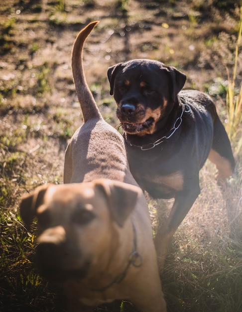 Couple de chiens de chasse aux beaux jours