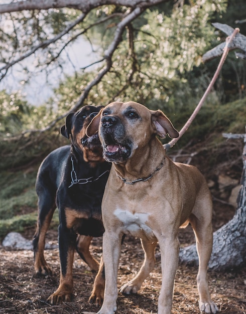 Couple de chiens de chasse aux beaux jours