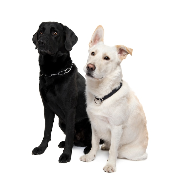 Couple de chiens croisés ou métis