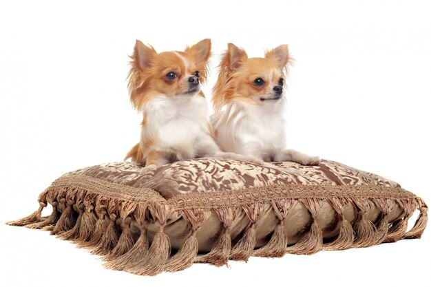 Couple de chihuahua