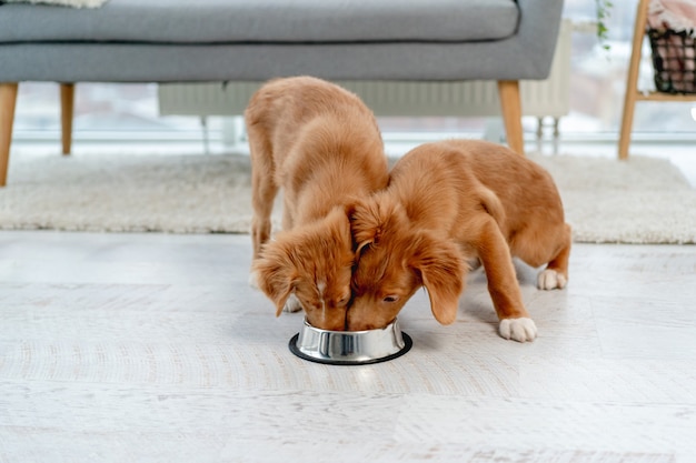 Couple de chiots toller mangeant dans un bol à la maison