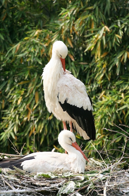 couple de cigogne