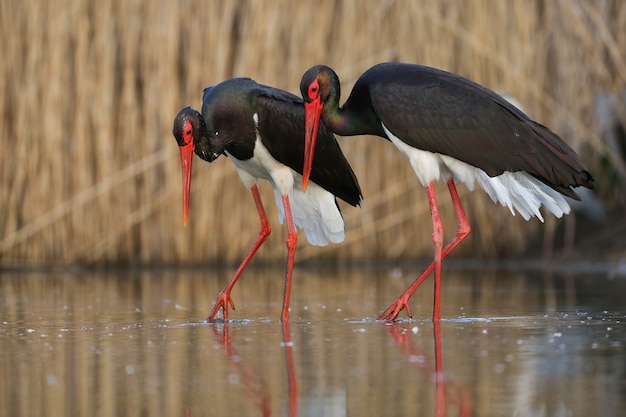 Couple de cigognes noires marchant côte à côte pendant le rituel de la cour dans les zones humides