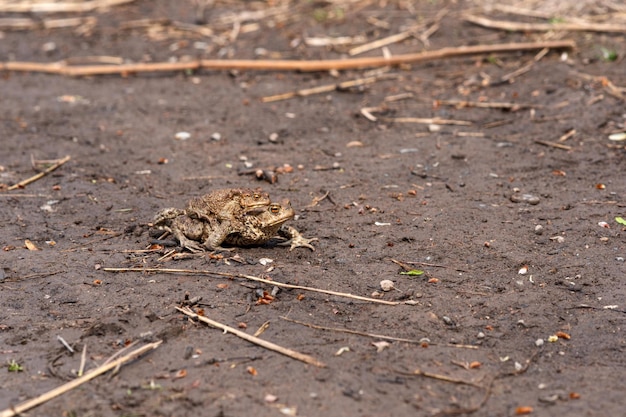 Couple de crapauds communs en amplexus se dirigeant vers un site de reproduction