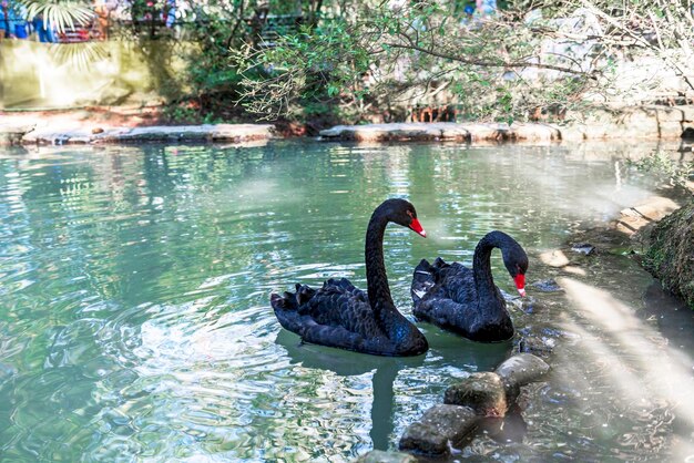 Couple de cygnes noirs flottant dans l'étang pendant la saison des amours du printemps amour romantique de beaux oiseaux