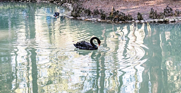 Couple de cygnes noirs flottant dans l'étang pendant la saison des amours du printemps romance de beaux oiseaux