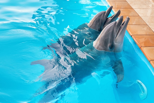 Un couple de dauphins dans la piscine