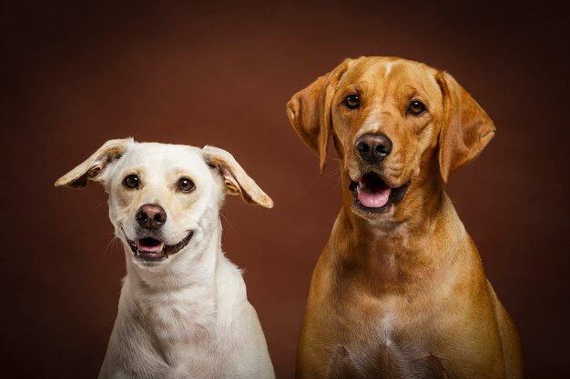 Couple de deux chiens expressifs posant en studio sur fond marron