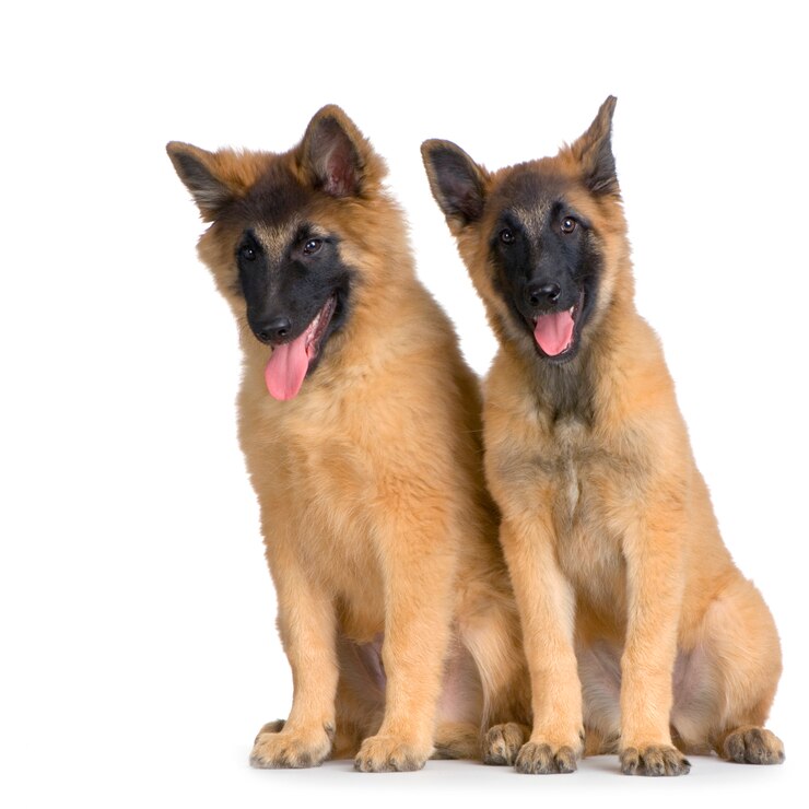 Photo couple de deux chiots belges tervuren