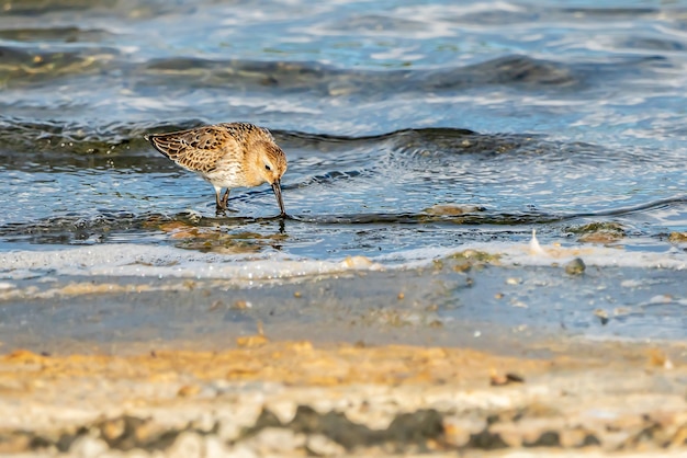 Couple de dunlin dans le parc naturel de l'Albufera de Valence