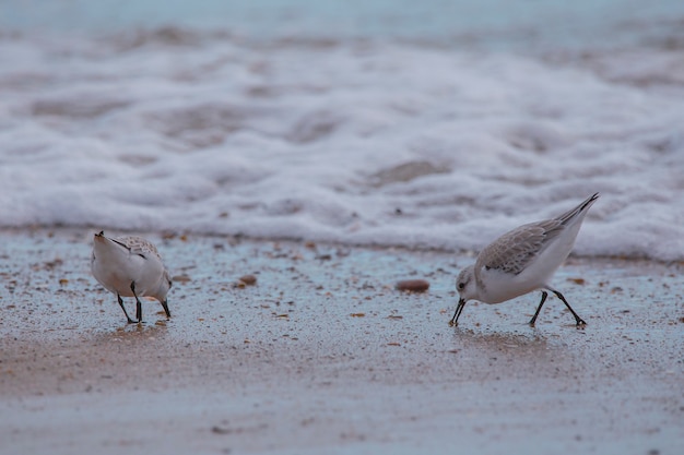 Couple de dunlin à Saler beach