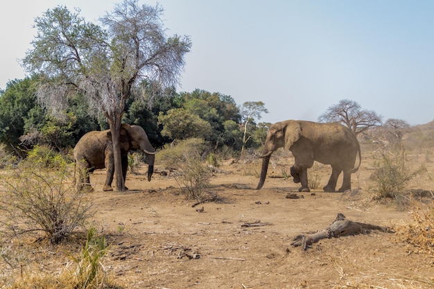 Couple d'éléphants sur le terrain avec des arbres semi-secs contre un ciel bleu par beau temps